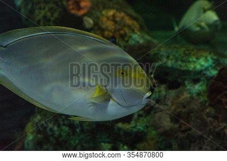 Epaulette Surgeon Fish Acanthurus Nigricauda Swims Through A Coral Reef.