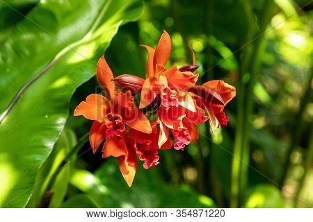 Orange Red Laeliocattleya Fire Dance Patricia Orchid Flower Blooms In A Botanical Garden.