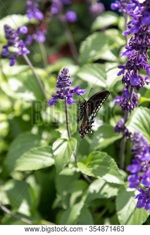Palamedes Swallowtail Butterfly, Papilio Palamedes
