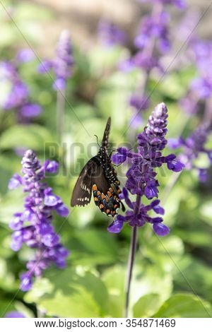Palamedes Swallowtail Butterfly, Papilio Palamedes