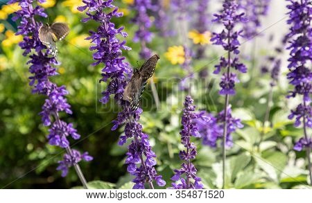Palamedes Swallowtail Butterfly, Papilio Palamedes
