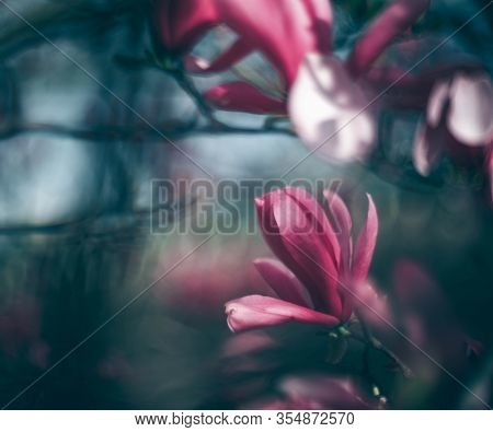 Magnolia Flowers On The Tree. Spring Is In Full Force.