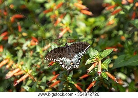 Spicebush Swallowtail Papillio Troilus Butterfly