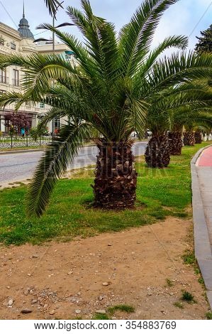 Pygmy Date Palm Trees (phoenix Roebelenii) In City Park In Batumi, Georgia