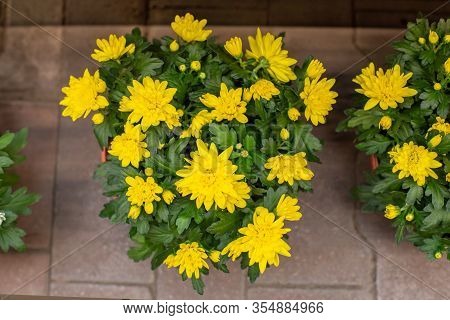 Bush Of Yellow Chrysanthemums Blossom In A Flower Pot, Top View. Romantic Bouquet Of Blooming Golden