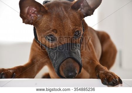 A Sad Dog With A Muzzle Is Lying On A White Background. The Pet Was Muzzled. Close-up View. Portrait