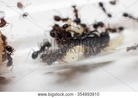 Ants Messor Structor And Larvae In Test Tube