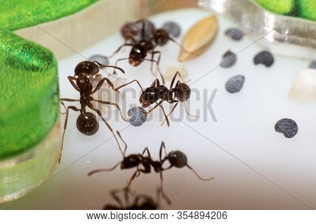 Ants Messor Structor Eating Grains Close Up
