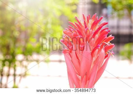 Aechmea Fasciata, Urn Plant, Bromeliaceae, Guzmania. Bromeliad Or Vriesea Flower In Garden. Close Up
