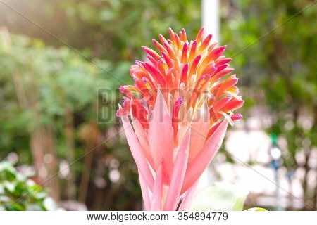 Aechmea Fasciata, Urn Plant, Bromeliaceae, Guzmania. Bromeliad Or Vriesea Flower In Garden. Close Up