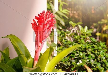 Aechmea Fasciata, Urn Plant, Bromeliaceae, Guzmania. Bromeliad Or Vriesea Flower In Garden. Close Up