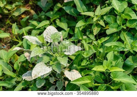 Powdery Mildew, A Garden Fungus Disease, On Green Leaves