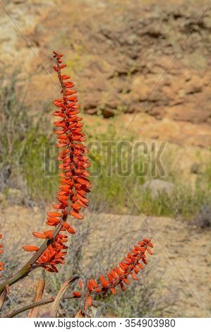 Aloe Brunnthaleri, Juttae, Microstigma Is A Floriferous Aloe With Cheerful Flowers Blooming At Boyce