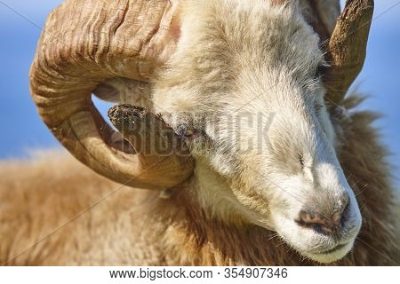 Head Sheep Lamb Grazing Under Blue Sky On Faroe Islands