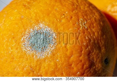 Rotten Citrus. Penicillium Mold On An Orange Fruit. Microscopic Fungi Producing Penicillin Antibioti