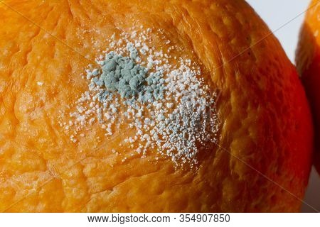 Rotten Citrus. Penicillium Mold On An Orange Fruit. Microscopic Fungi Producing Penicillin Antibioti