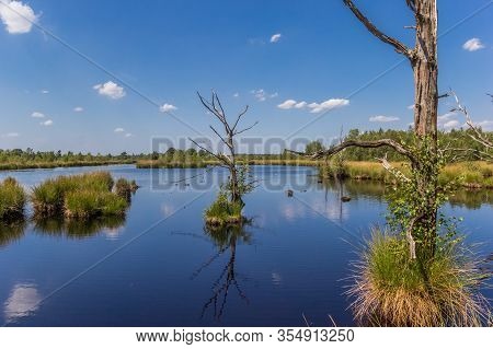 Dead Trees In The Moors Of Dwingelderveld National Park, Netherlands