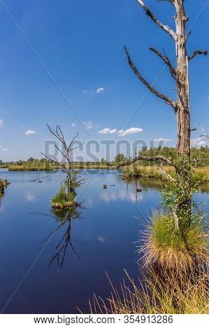 Dead Trees In The Moors Of Dwingelderveld National Park, Netherlands