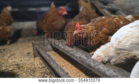 Domestic Chicken Hens And Ducks Eat Sharing Food From A Feeding Trough At Farm Poultry Yard. Chicken