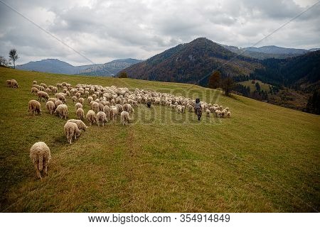 Flock Of Sheep On Beautiful Mountain Meadow.