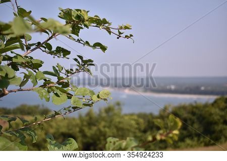 Closeup View Of A Plant With A Blurred Background Of Ocean
