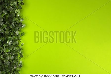 Green Grass On Green Background. Starweed -winterweed, Chickweed, Satinflower, Stellaria Media- Plan