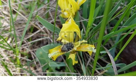Black Bug Atop Yellow Iris Closeup. Spring Blooming Yellow Flower Named Fleur-de-lis Among Green Bla