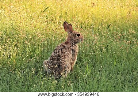 Close-up Of A Cottontail Rabbit In Tall Wild Grass Of A Green Spring Meadow.