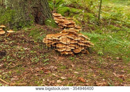 Cluster Of Many Yellow Wood-decay Mushrooms Growing On Old Stump In Forest, Poisonous Fungus Sulphur