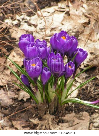 Paarse Crocus bloeien In het bos