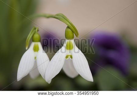 Galanthus Nivalis Or Common Snowdrop. Bloomed Snowdrops Close-up