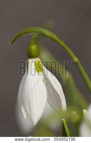 Snowdrop Flower As Spring Symbol Blooming In The Forest. Close Up