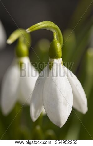 Snowdrop Flowers (galanthus Nivalis) Close Up. Soft Focus