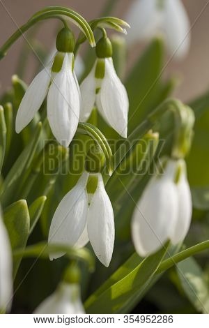Spring Snowdrops Flowers As Natural Background. Beautiful Snowdrops On Green Background