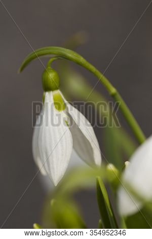 White Snowdrop Close-up.  Spring Symbol Blooming In The Forest