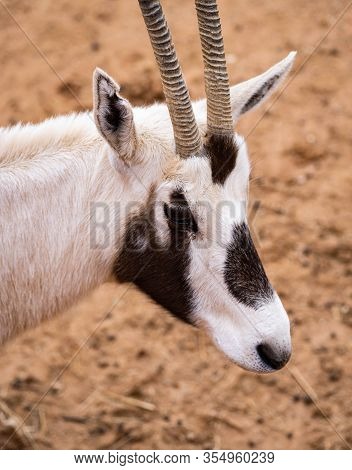 The Portrait Of An East African Oryx In The Desert