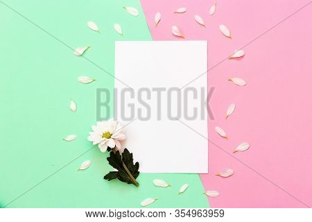 White Chrysanthemum With Copy Space On A Green And Pink Background