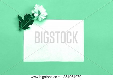 White Chrysanthemum With Copy Space On A Green Background