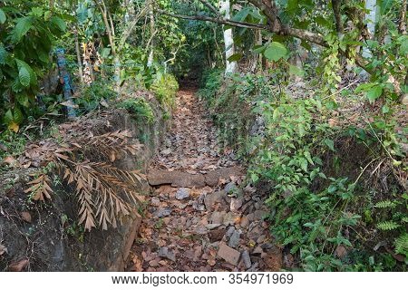 Dry River Or Stream Path With Roots, Plants And Dry Leaves In A Forest During Dry Summer. Dry River 