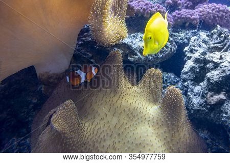 Colorful Coral Reef Scenery With Lots Of Different Corals, Sea Anemones And Fishes