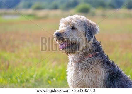 Soft-coated Wheaten Terrier Close On Blurred Meadow Background In Summertime. Portrait Of Irish Soft