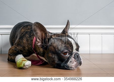 Boston Terrier Dog With Injury And Bandage In Paw Lying Down And Resting With Sad Face