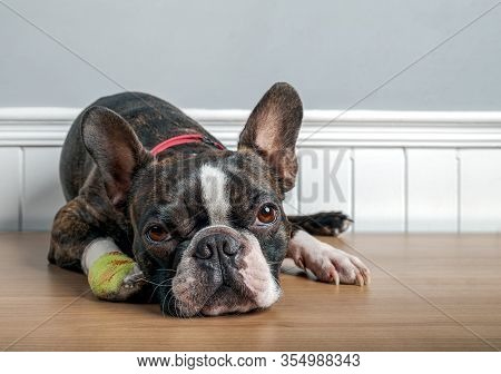 Boston Terrier Dog With Injury And Bandage In Paw Lying Down And Resting With Sad Face