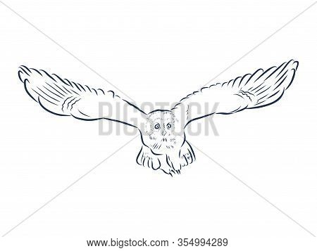 Black And White Contour Illustration Of A Flying Owl. Vector