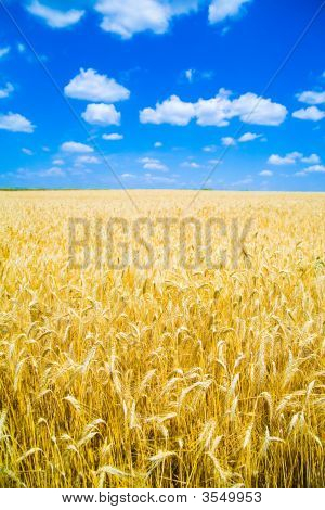 Grano