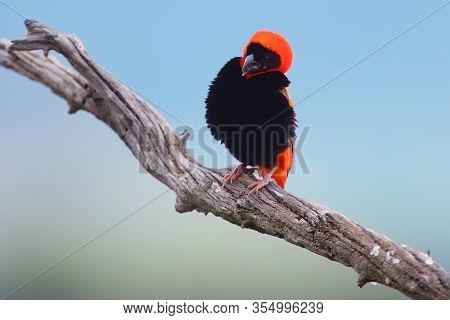 The Southern Red Bishop Or Red Bishop (euplectes Orix) Sitting On The Branch With Blue Background. R