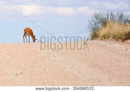 The Steenbok (raphicerus Campestris) On The Road. Male Antelope On The Horizon.