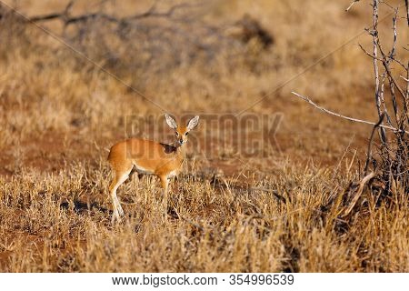 The Steenbok (raphicerus Campestris) Is Hidden In Bush. Young Cute Antelope Steenbock In A Dry Savan