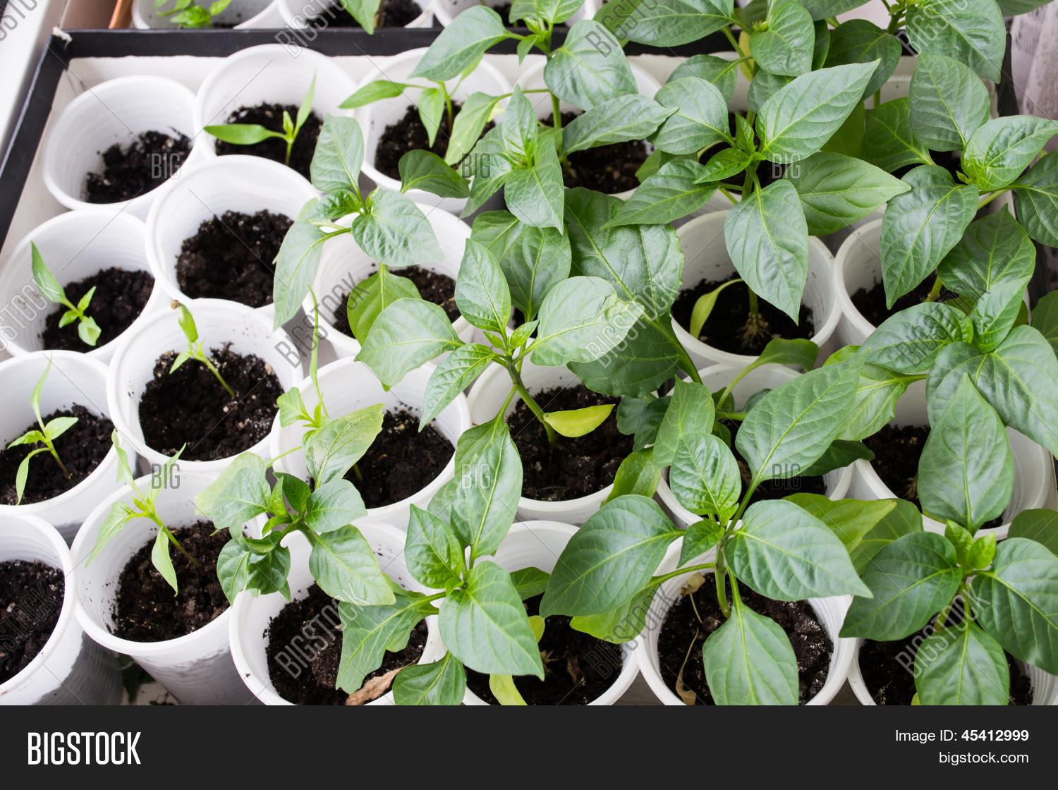 Paprika Plants Pots On Image & Photo (Free Trial) Bigstock