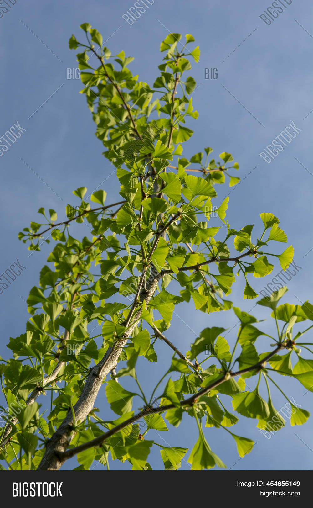Fan Shaped Green Image & Photo (Free Trial) Bigstock